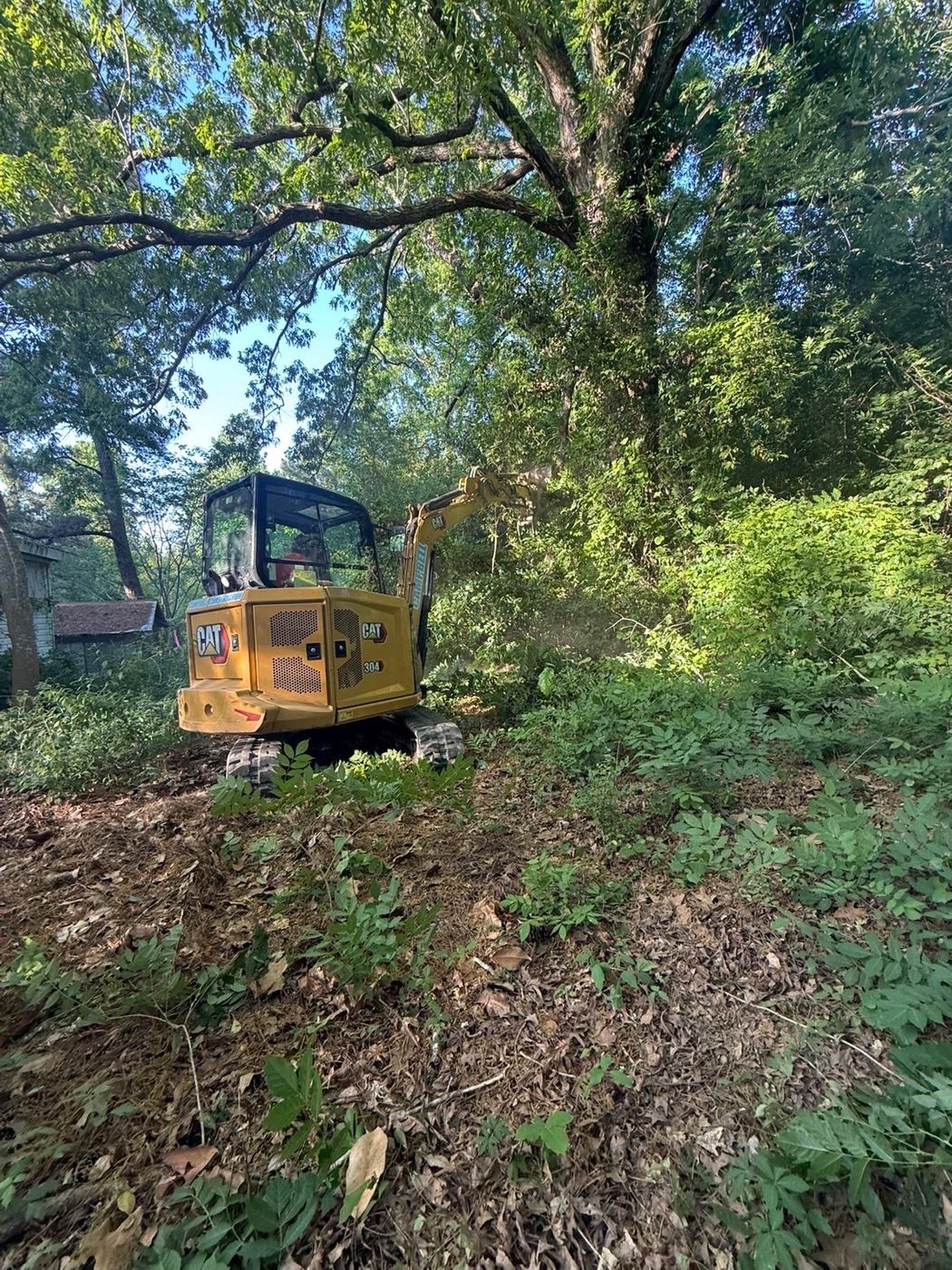 Taking out brush and undergrowth while keeping the big trees.