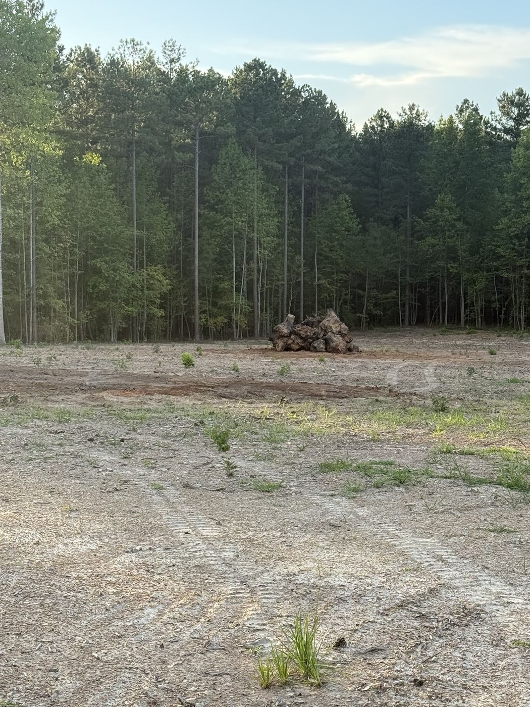 Wooded lot cleared down to bare ground, stumps pulled and piled for removal.